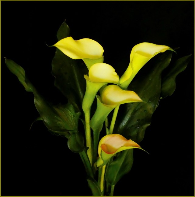 Elegant Lillies 
